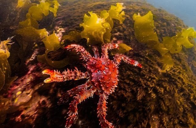 披着螃蟹外衣的帝王蟹,已在巴伦支海泛滥,价格为何还居高不下?