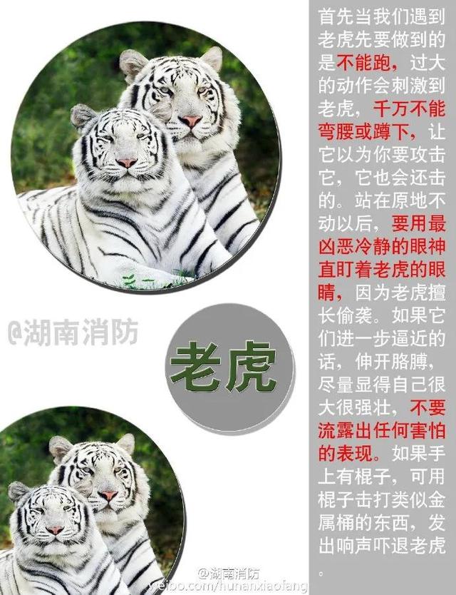 安徽共青团 小心!虎出没!