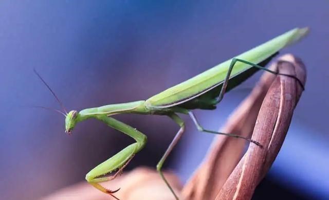  为什么螳螂交配完以后，母螳螂会把丈夫吃掉？其实你错怪母螳螂了