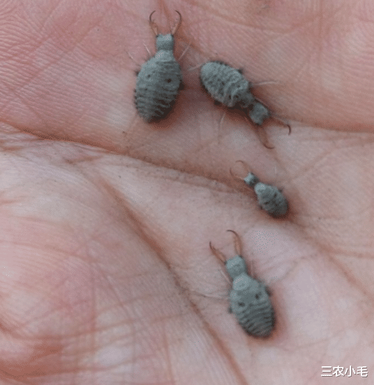 俗称沙王八,自然界少有“憋屎天才”,儿时当玩具,如今4位数1斤