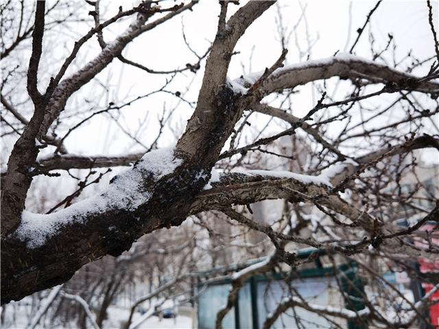 吉林日报 三月飞雪,吉林再披“水墨渲染装”