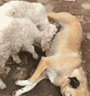 |“亲戚给介绍的相亲对象，说要20万彩礼！”哇哈哈哈...大家觉得值吗？