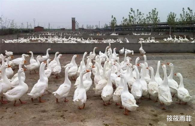 毒液 蛇的弱点你知道哪些?在野外碰到蛇该怎么做呢?