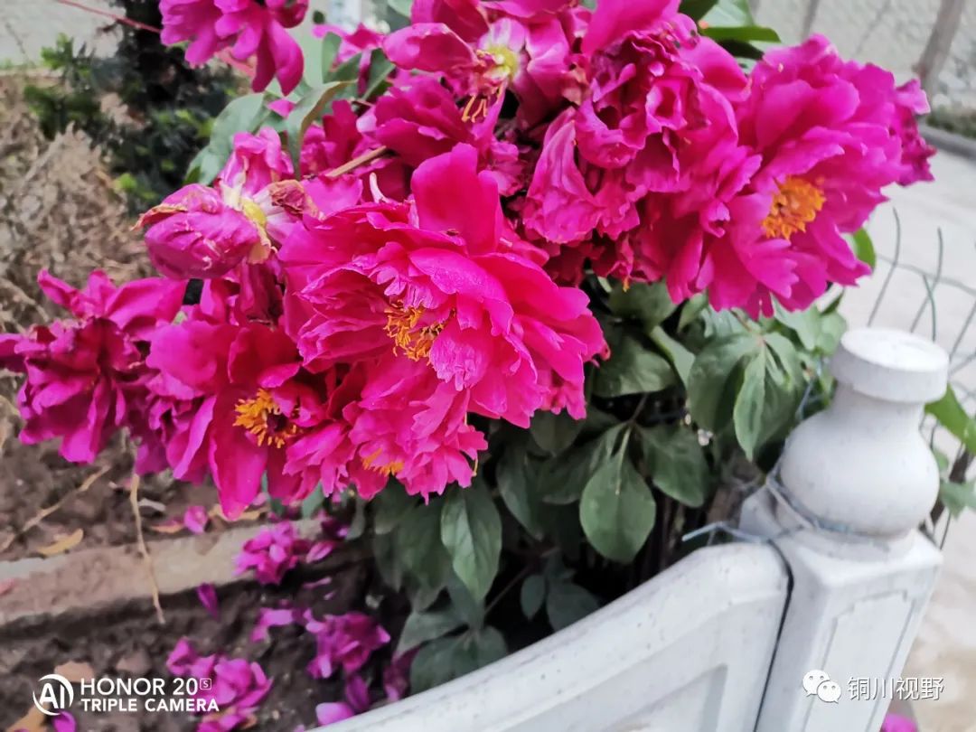 铜川周春辉 花花草草自己种，五月欣赏正当时