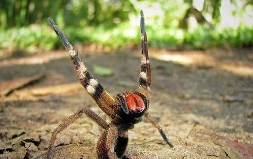 侯旭 这种蜘蛛的毒性有多强？男性被咬后，竟会出现“生理反应”