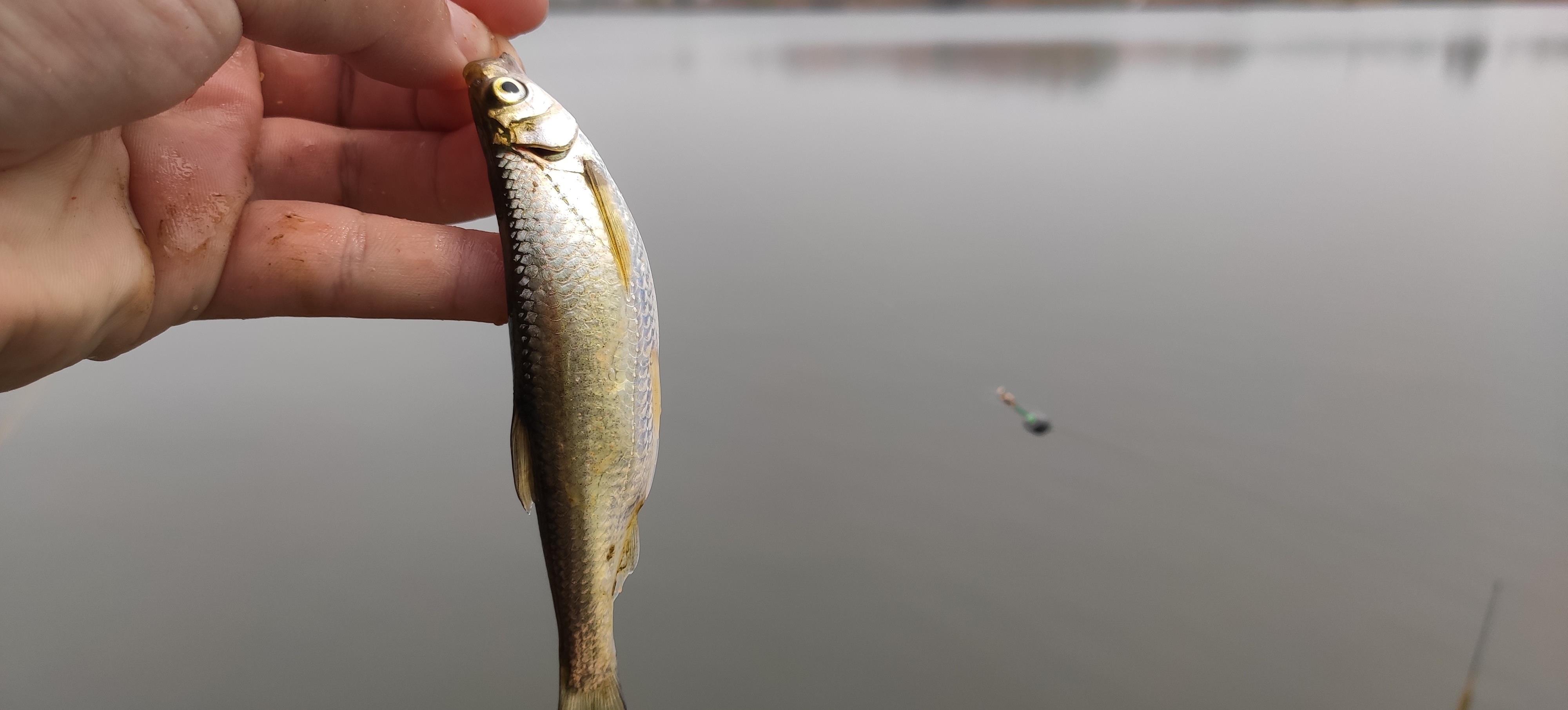 水库|那个被禁钓的水库“彻底凉了”！老板后悔赶走钓鱼人却迎来锚鱼人