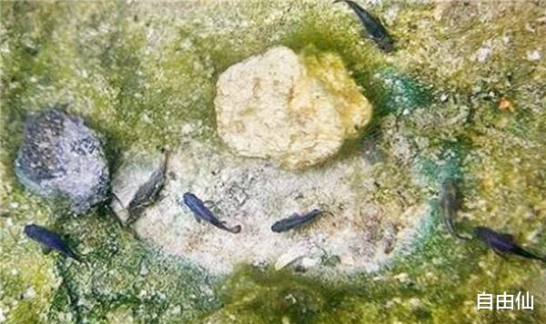 与世隔绝 沙漠鱼：与世隔绝了5万年，不吃不喝也能存活，全球仅剩38条