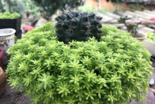 植萌|让黄金草爆盆，只要做好这6点，不用担心不爆盆
