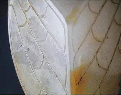 雕刻|浅论汉代玉蝉