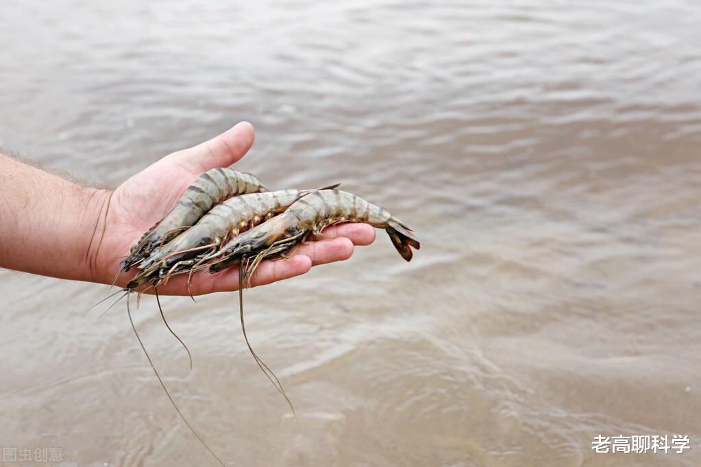 老高聊科学 为什么黑虎虾入侵美国红叶林，胖得和人胳膊一样粗，我国却不够吃