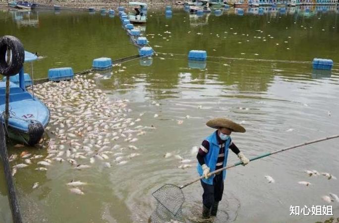 莲花山公园 福田:莲花山公园湖面出现大量死鱼,华强北赛格大楼出现不明晃动