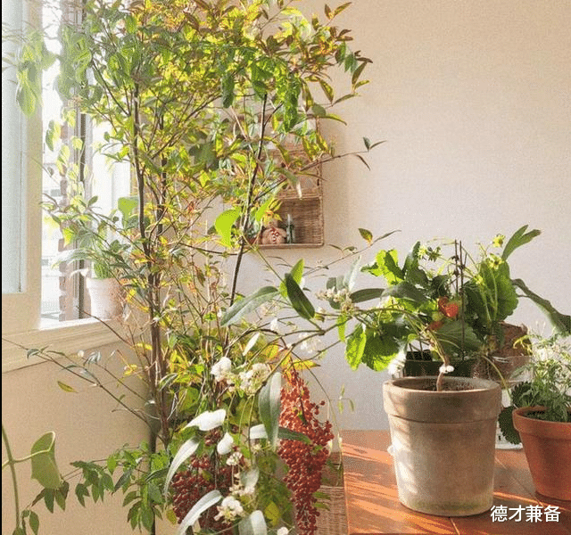 德才兼备|日本90后女主，入住5年，家中依然保持得干净整洁，一个人的幸福