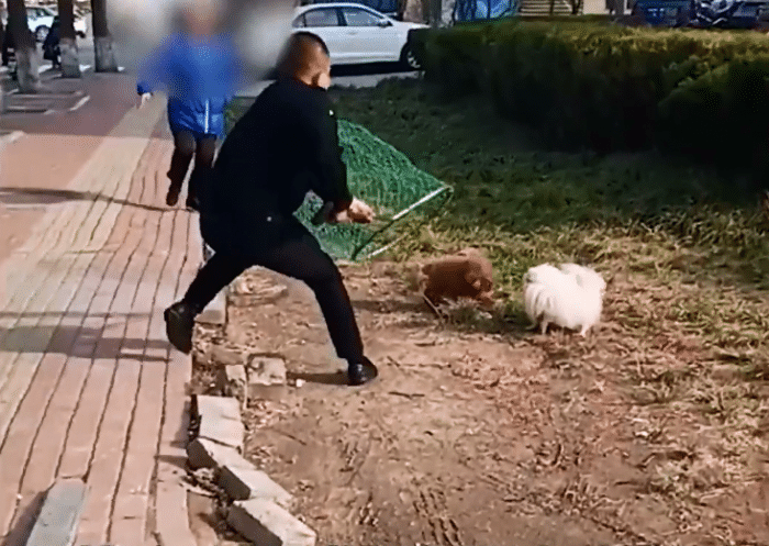 亚洲播报一姐 赶紧还我！安阳女子遛狗不拴绳执法人员出手行动，网友：干得漂亮