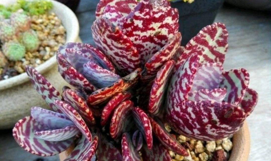 园艺印象|多肉江户紫与落地生根同科同属,一样好养、接地气