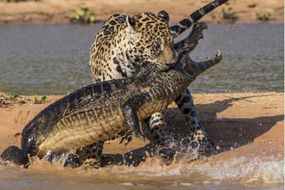 眼镜王蛇 世界上体型最大的无毒蛇,实力有多强悍?和眼镜王蛇比谁会更强?