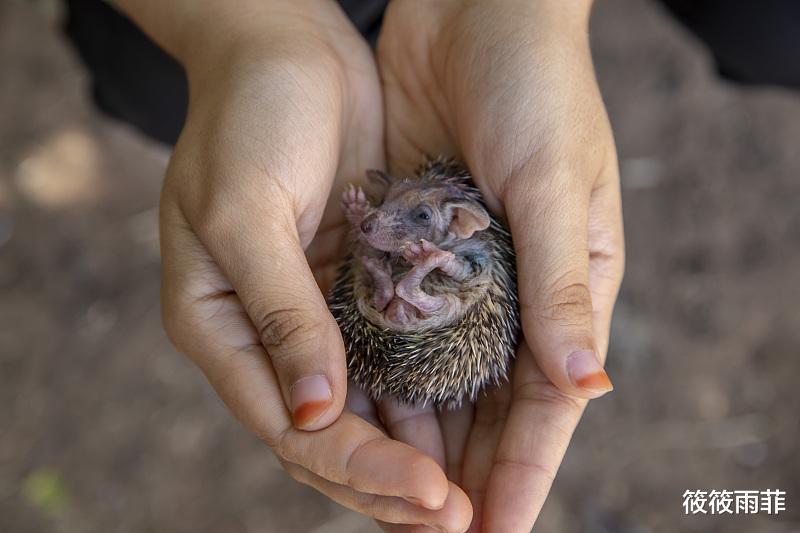 黄鼠狼 刺猬刚出生身上的刺是不是硬的？会扎疼刺猬妈妈吗？我来告诉你