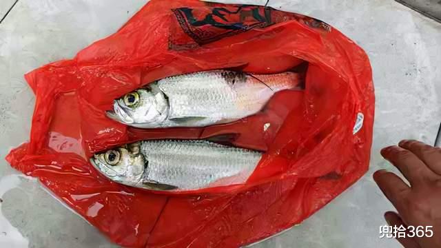 西江|广东一男子在西江野钓遇“怪鱼”,赶紧回家寻真相,结果虚惊一场