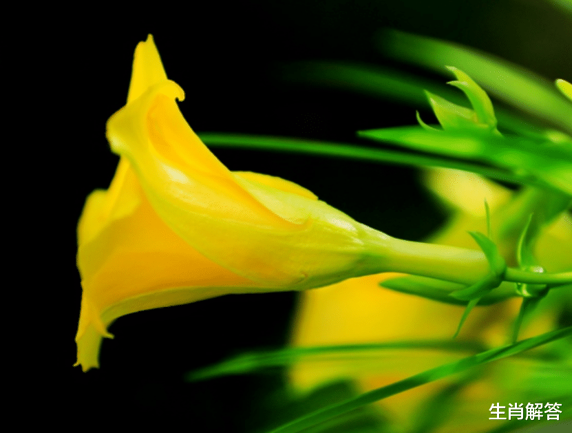 生肖解答|8月下旬，甘心做飞蛾，无怨无悔，3生肖情不自禁付出，不再分手