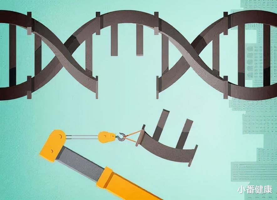 原创 乙肝新技术应用及局限性,简介设计核酸酶,ZF或TALEN作用机理