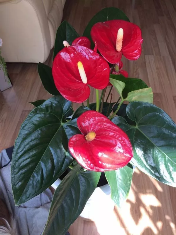 向阳园艺 花市买的红掌，总是黄叶子，养红掌最好不浇水，喷水保湿最好