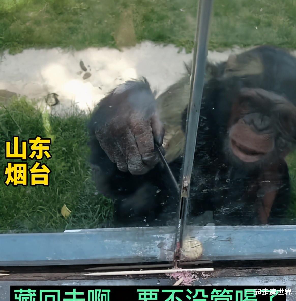 一起走遍世界 笑疼肚子！山东一景区内大猩猩，自备吸管，向游客要奶喝