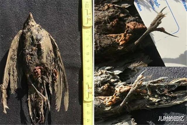 北极出现史前生物尸体,对于人类而言不是好消息,科学家担忧不已