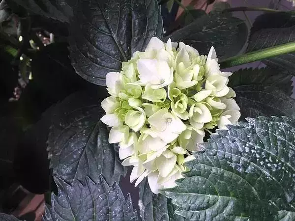 装修设计精选|朋友家阳台花园非常漂亮，我就纳闷，他家不用晒衣服吗？