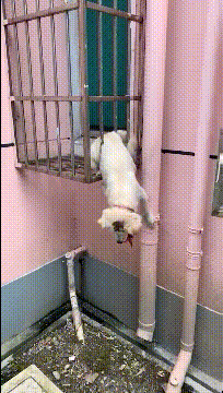 |“华为1996年的招聘广告,大家自己感受一下!”哈哈哈哈哈!