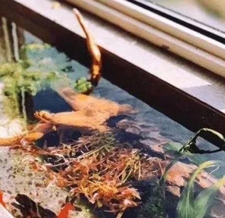 老公把阳台窗台“加宽”40cm,邻居不解,完工后羡慕极了!晒晒