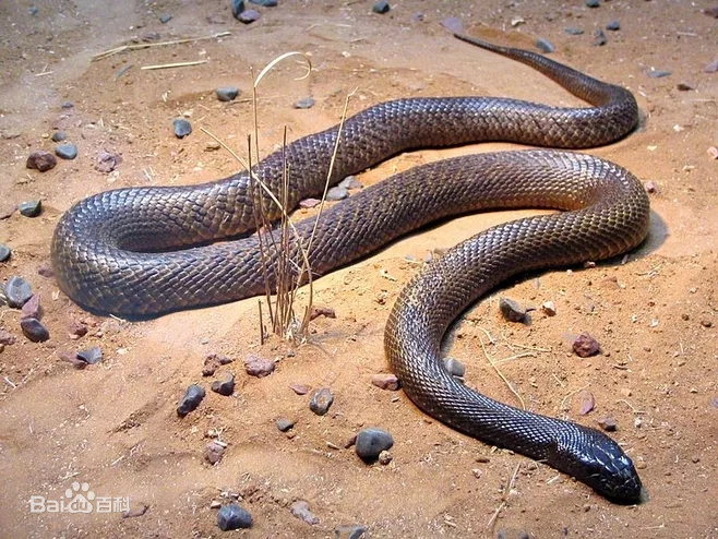 毒蛇|谁才是陆地上最毒的蛇？