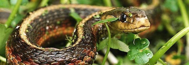 毒液 比蛇毒还厉害?研究发现:未来人类可能进化出分泌毒液的能力?