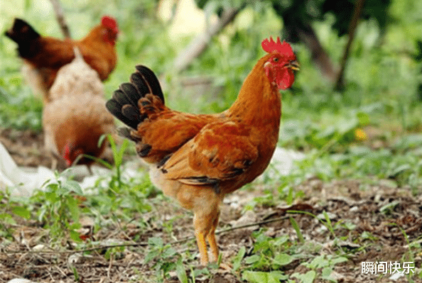 属鸡|属鸡人生在几月,下半年贵人提携,创造奇迹,职场重返巅峰