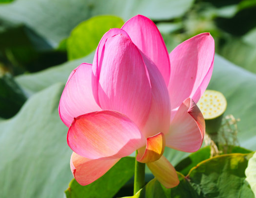 星临天下|进入9月上旬，4属相喜事临门，运势红红火火，事业有成