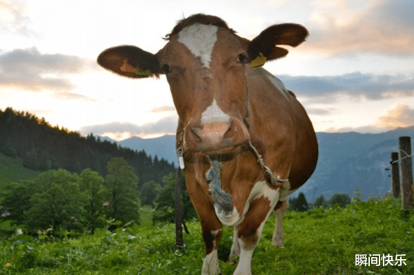 属狗|9月30日-10月17日,狗、兔、生肖牛运势攻略,好运回归,前程似锦