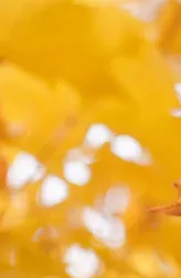 诚然命理 八字论命中结婚时间信息的体现（二）