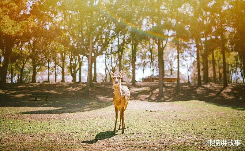 熊猫讲故事|都是我的,你不能碰