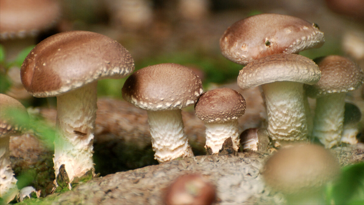 辟谣!关于蘑菇的四个谣言