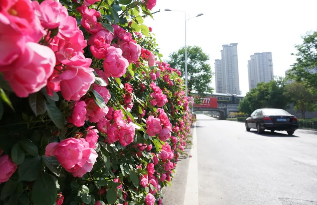郑州那些事 春季花展“压轴戏”登场！第二十七届月季花展开幕