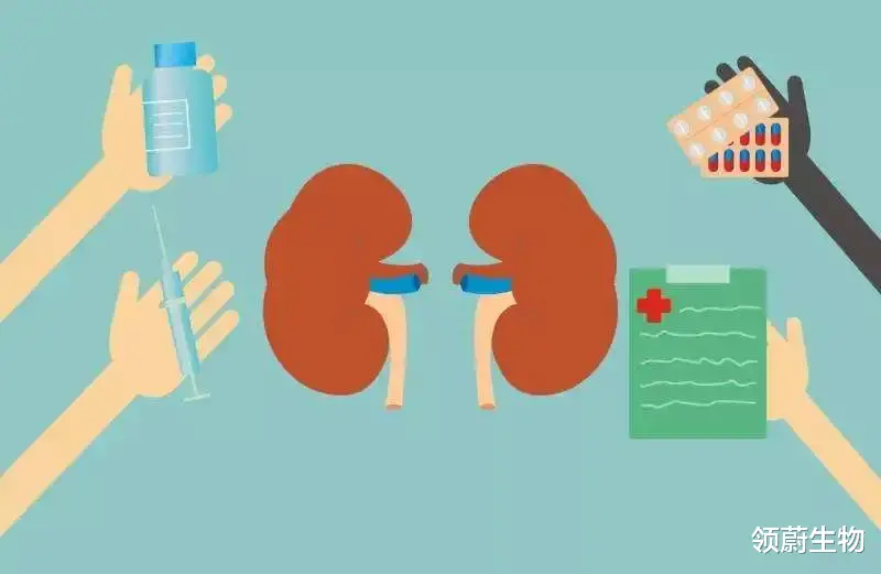 关节炎|?糖尿病及其并发症危害巨大,干细胞移植可恢复胰岛功能为糖尿病患者带来新的希望