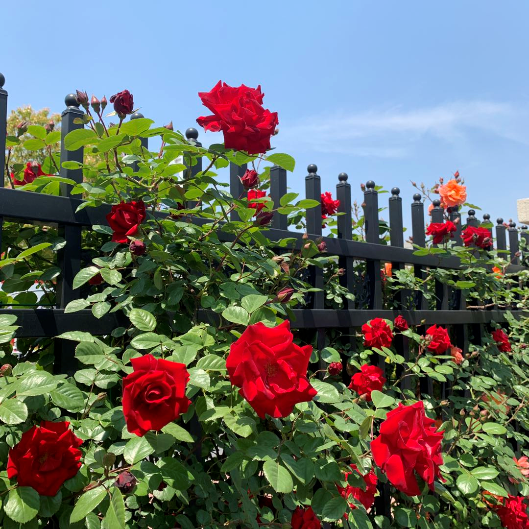 阜阳那些事 太猖狂!满满一车!刚刚,她被阜阳警方带走了!