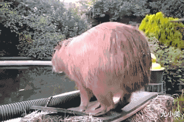 |妹子,你真的该减肥了,哈哈哈