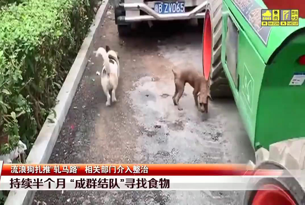 见闻深圳 深圳坑梓数十只流浪狗扎堆“逛街”，场面令人担忧，执法队回应来