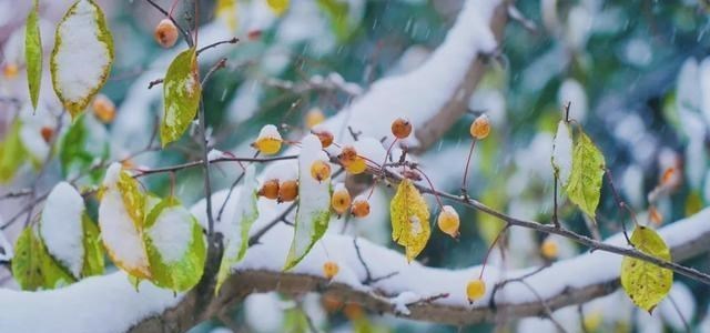 清华大学|愿以三分初雪，勾勒百景清华（多图）