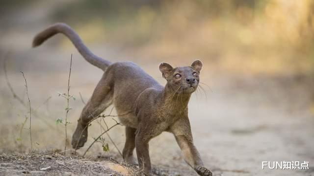 狐猴 马达加斯加的“杀戮王者”，专门捕食狐猴的马岛獴是什么来头？