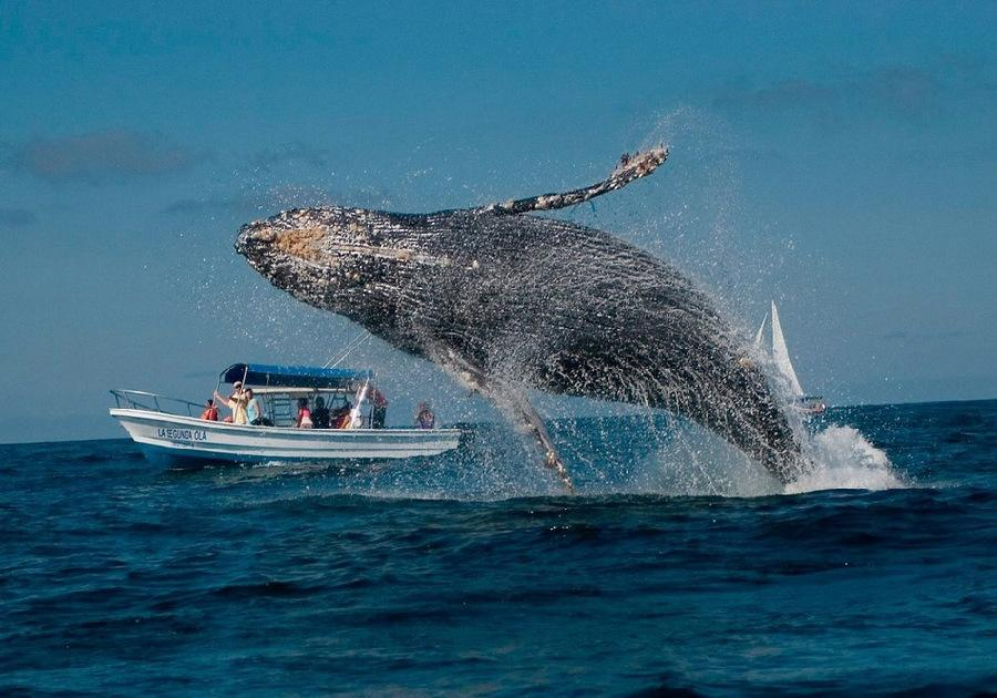 |遭人唾弃的藤壶，到底有多可怕？看看鲸和海龟被折磨的样子就懂了