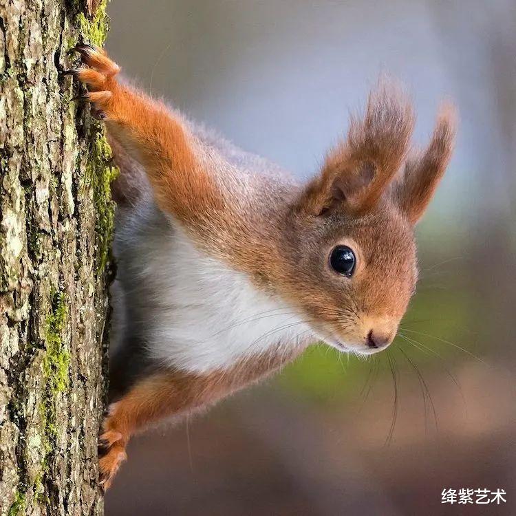 地瓜|摄影师用镜头记录下,松鼠的可爱日常,一笑起来心都萌化了