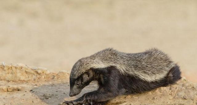 蜜獾 如果在大连蛇岛上，放2只蜜獾，多久才能把“毒蛇”消灭