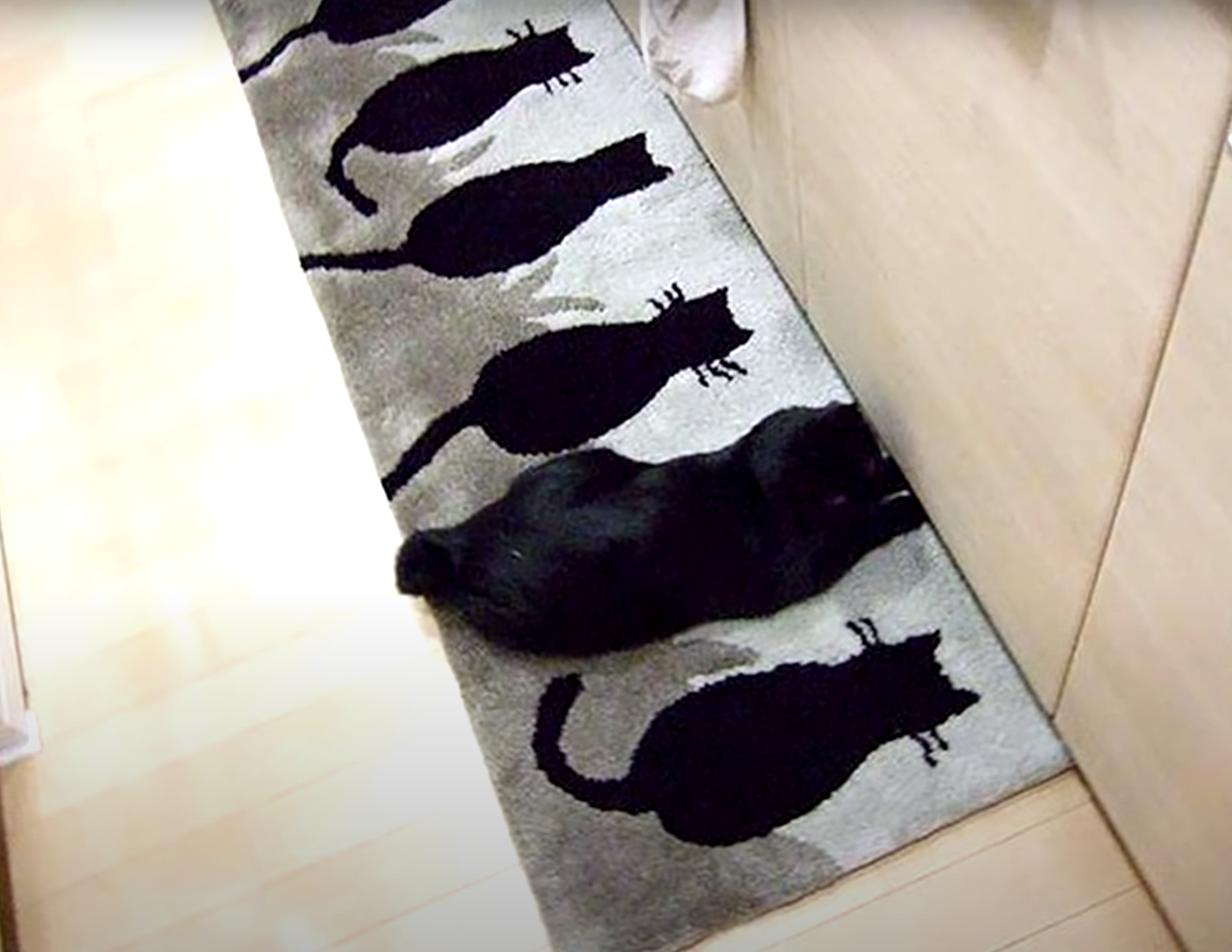 海之归墟|25张带有伪装效果的照片，网友：都是“撞衫”惹的祸