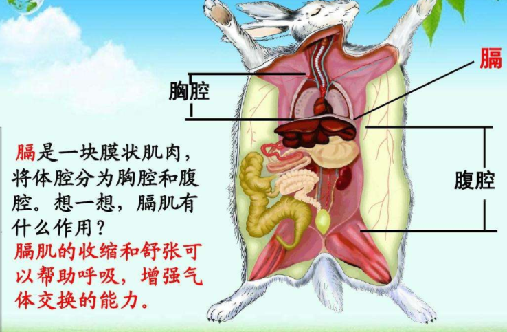 天下秀|八个主要的哺乳动物特征