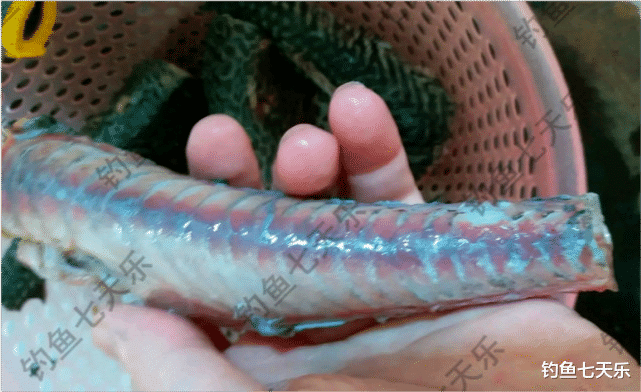 福建省|福建九龙江“清道夫”泛滥，钓鱼人半天钓了几十条！有人拿去烤了吃